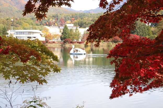 写真: 紅葉・黄葉と白鳥ボート