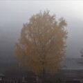 写真: 濃霧に包まれた大銀杏