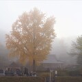 写真: 濃霧の大銀杏