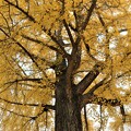 写真: 大銀杏の枝張り