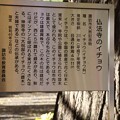写真: 佛法法隆寺の夫婦大イチョウ解説板