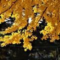 写真: 真っ盛りの黄葉