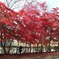 紅葉並木