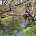 写真: 湧き水の蓼川