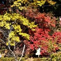 愛宕稲荷神社の紅黄葉