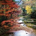 写真: 大津谷川の紅葉