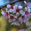 写真: ヒマラヤ桜