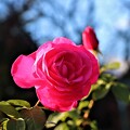 写真: 薔薇「マリア・カラス」