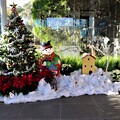 写真: クリスタルパレス(大温室)歓迎クリスマス