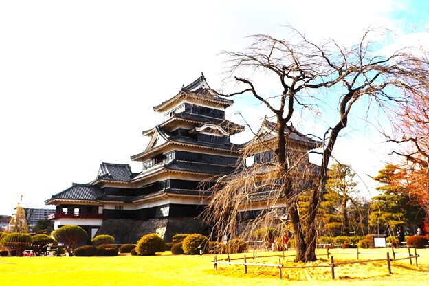松本城と駒つなぎの桜