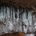 写真: 横谷渓谷の氷柱