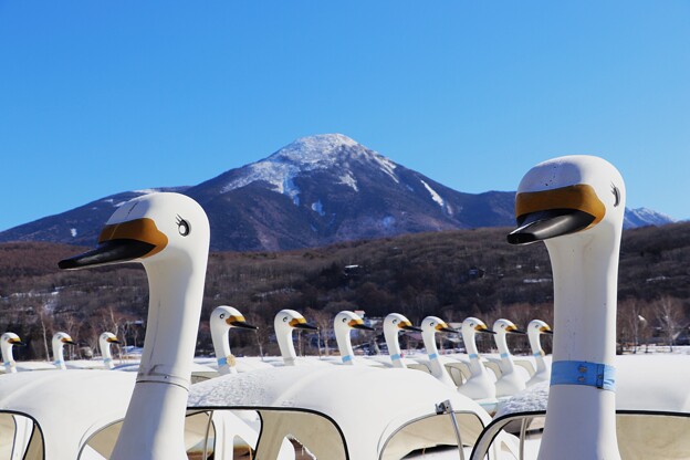 写真: 白鳥と蓼科山