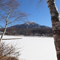 写真: 白樺湖と長野県の県木・白樺