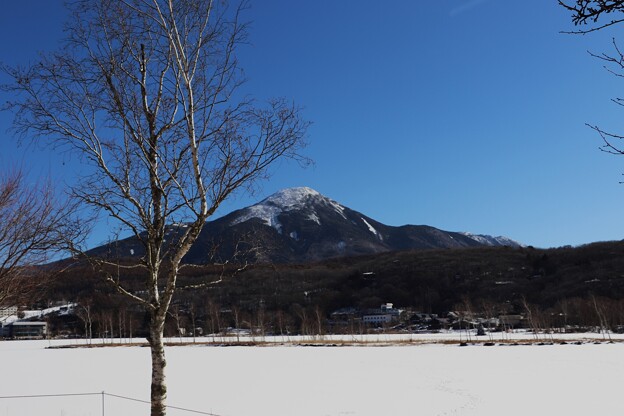 写真: 凍結の白樺湖と白樺の木と蓼科山