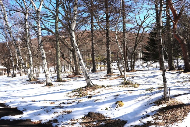 積雪のシラカバ林