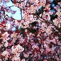 写真: 満開の大知波桜