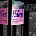 写真: 大知波桜を守る会