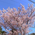 満開の大知波桜