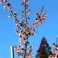写真: 大知波桜にメジロ