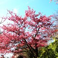 舘山寺桜