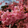 写真: わくぐり桜