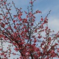 写真: わくぐり桜