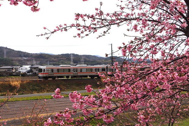 飯田線とわくぐり桜