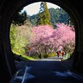 トンネルと桜のトンネル