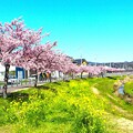 写真: 八幡桜(河津桜)並木