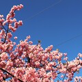 写真: 八幡桜(河津桜)