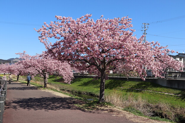 写真: 八幡桜(河津桜)