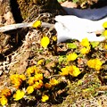 写真: 雪解けを待って咲く福寿草