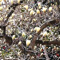 写真: 咲き始めた古木のハクモクレン