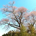 写真: 咲き始めて居た　今水桜
