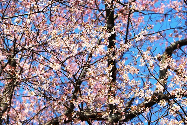 写真: 見事に咲き揃った今水桜