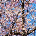 見事に咲き揃った今水桜