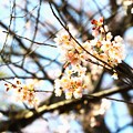 写真: 開花した今水桜