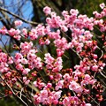 写真: オカメ桜