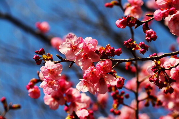 写真: オカメ桜