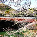 写真: 桜と笠岩橋
