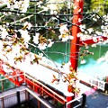 写真: 桜と笠岩橋（吊り橋）