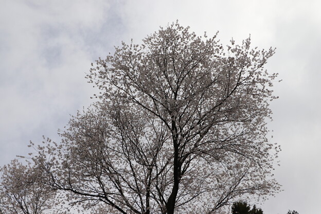 写真: 不動桜を見上げる
