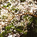 エドヒガン桜