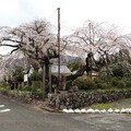 写真: 宝円寺しだれ桜
