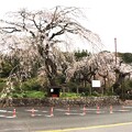 写真: 樹齢４００年の宝円寺しだれ桜