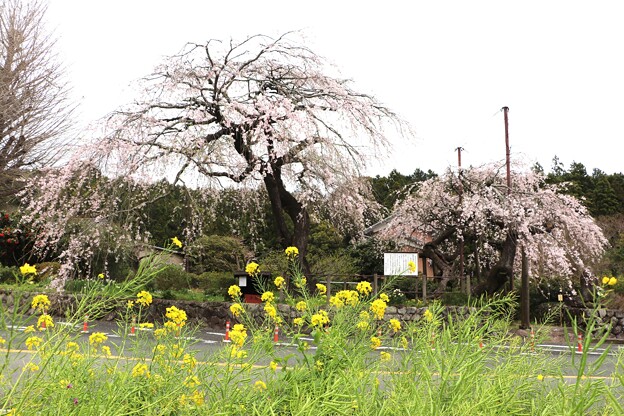 写真: 宝円寺しだれ桜