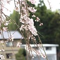写真: しだれ桜