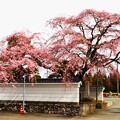 写真: 伊那三女のゆかりの桜