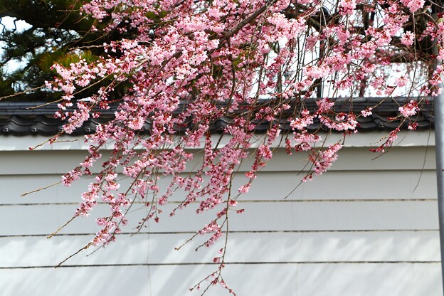 写真: 白壁にしだれ桜