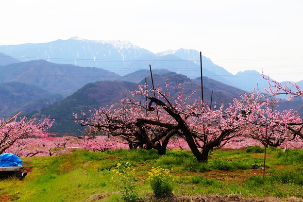 写真: 鳳凰三山と桃の花
